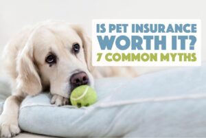 Pet Insurance Is It Worth It for Your Furry Friend?