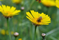 How to Deal with Seasonal Allergies Naturally and Effectively