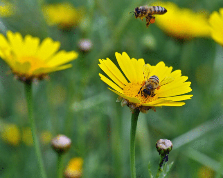 How to Deal with Seasonal Allergies Naturally and Effectively