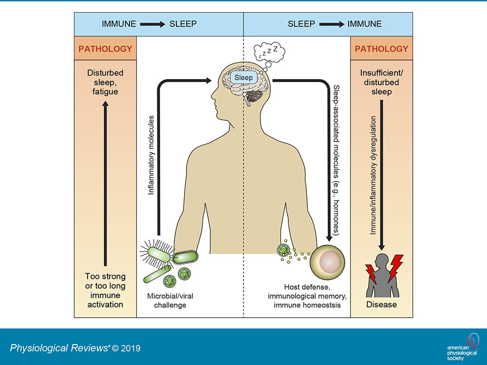 The Connection Between Sleep and Immune Health Enhanced